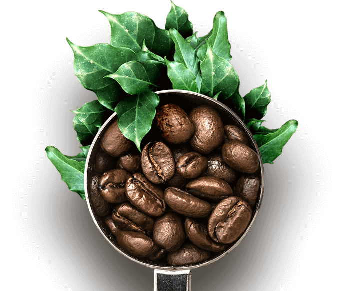 banner top img The world in a coffee bean. With the fascination for  the world of coffee beans we treat coffee with the  greatest respect.